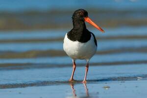 South Island Pied Oystercatcher photo