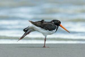 South Island Pied Oystercatcher photo