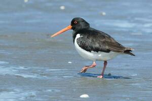 South Island Pied Oystercatcher photo