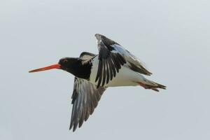 South Island Pied Oystercatcher photo