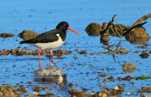 South Island Pied Oystercatcher photo