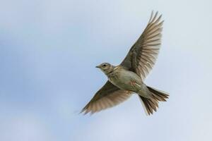 eurasiático alondra pájaro foto