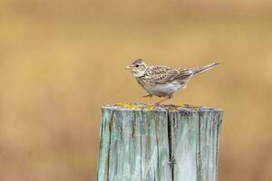 Eurasian Skylark Bird photo