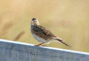 Eurasian Skylark Bird photo