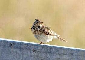 Eurasian Skylark Bird photo