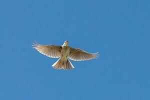 eurasiático alondra pájaro foto