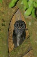 Sooty Owl in Australia photo