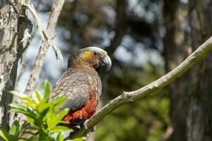 South Island Kaka Parrot photo