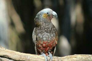 South Island Kaka Parrot photo