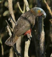 South Island Kaka Parrot photo