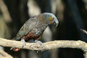 South Island Kaka Parrot photo