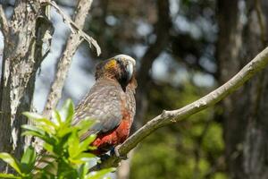 South Island Kaka Parrot photo