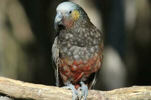 South Island Kaka Parrot photo