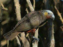 South Island Kaka Parrot photo