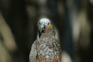 South Island Kaka Parrot photo