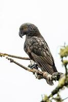 South Island Kaka Parrot photo