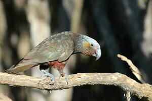 South Island Kaka Parrot photo