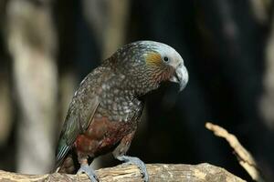 South Island Kaka Parrot photo