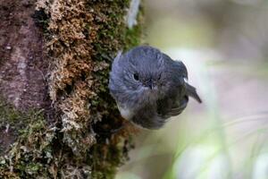 South Island Robin in New Zealand photo