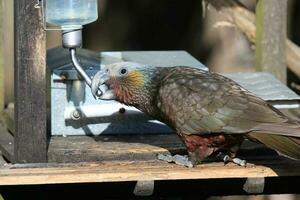 South Island Kaka Parrot photo