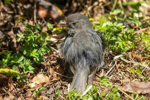 South Island Robin in New Zealand photo