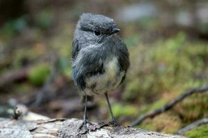 South Island Robin in New Zealand photo