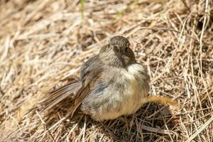 South Island Robin in New Zealand photo