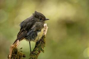 South Island Robin in New Zealand photo