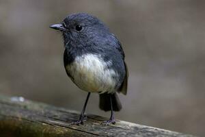 South Island Robin in New Zealand photo