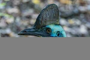 Southern Cassowary in Australia photo