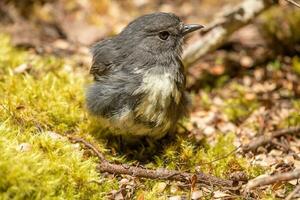 South Island Robin in New Zealand photo