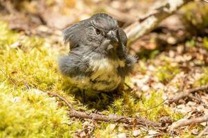 South Island Robin in New Zealand photo