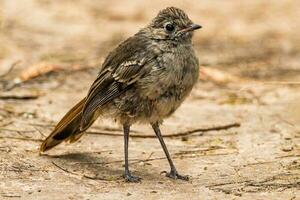 Southern Scrub Robin photo