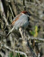 Common House Sparrow photo