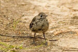 Southern Scrub Robin photo