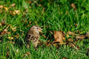 Common House Sparrow photo