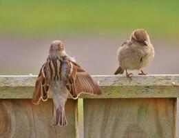 Common House Sparrow photo