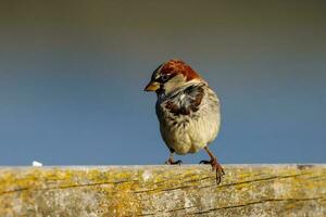 Common House Sparrow photo