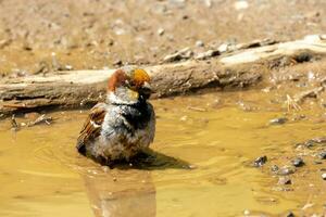 Common House Sparrow photo