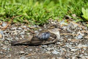 Common House Sparrow photo