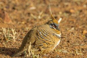 Spinifex Pigeon in Australia photo