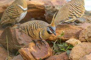 Spinifex Pigeon in Australia photo