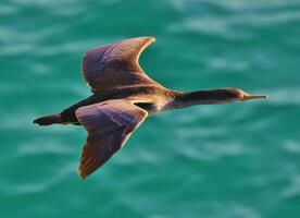 Spotted Shag in New Zealand photo