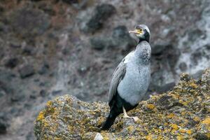 Spotted Shag in New Zealand photo