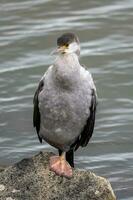 Spotted Shag in New Zealand photo