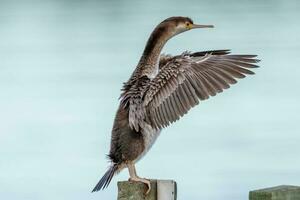 Spotted Shag in New Zealand photo