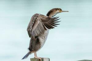 Spotted Shag in New Zealand photo