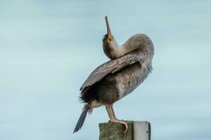 Spotted Shag in New Zealand photo