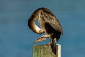 Spotted Shag in New Zealand photo