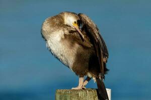 Spotted Shag in New Zealand photo